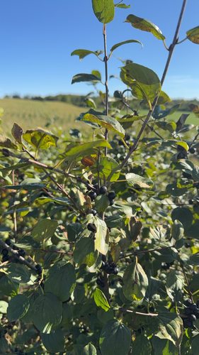 common buckthorn