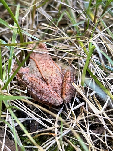 Wood Frog
