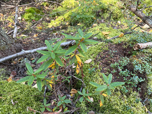 Bog Labrador Tea