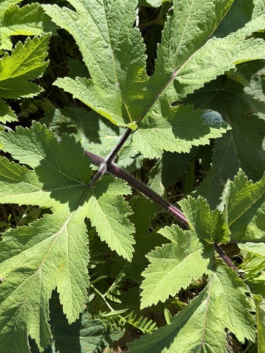 common cowparsnip