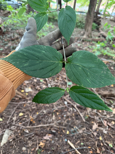 Viburnum setigerum