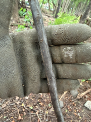 Viburnum setigerum, photograph (c) betsyyyy, some rights reserved (CC BY)