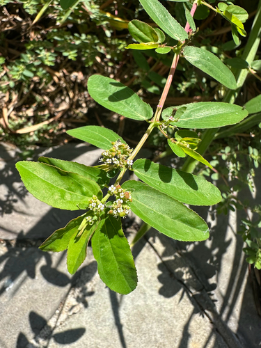 Euphorbia hypericifolia, photograph 4