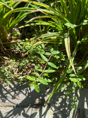 Euphorbia hypericifolia, photograph (c) Roberto Daniel Avila, some rights reserved (CC BY)
