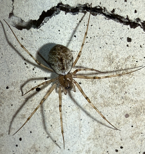 Invisible Spider