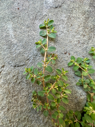 Euphorbia serpens