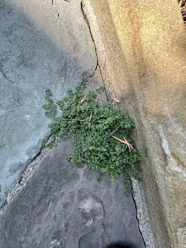Euphorbia serpens, photograph 2
