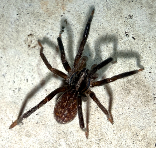 Zora nemoralis