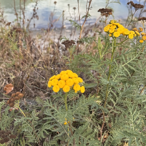 tansy