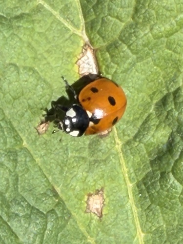 Seven-spotted Lady Beetle