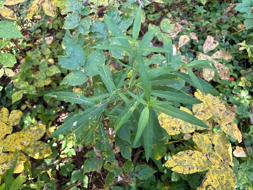 fireweed