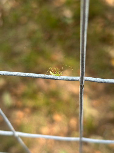 Pale Green Assassin Bug