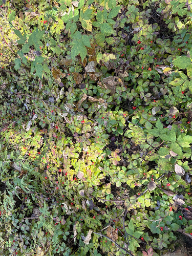 Canadian bunchberry