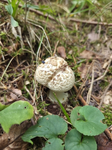 False Death-cap
