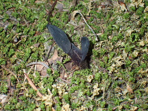 dark-purple earthtongue