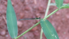 Agriocnemis pieris