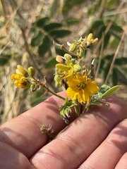 Senna lindheimeriana, photograph (c) Ian McFaul, some rights reserved (CC BY)