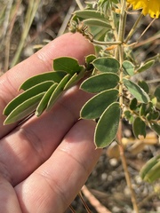 Senna lindheimeriana, photograph (c) Ian McFaul, some rights reserved (CC BY)