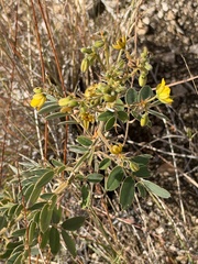 Senna lindheimeriana, photograph (c) Ian McFaul, some rights reserved (CC BY)