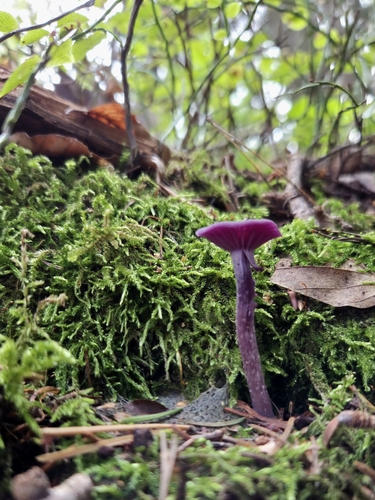 Amethyst Deceiver
