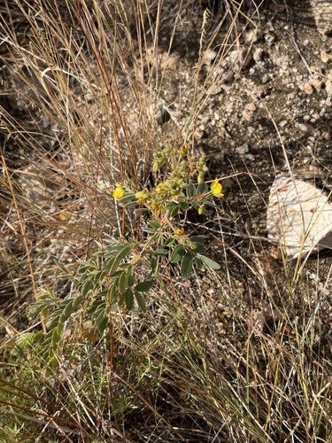 Senna lindheimeriana, photograph 5