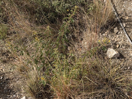 Senna lindheimeriana, photograph 6