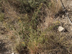 Senna lindheimeriana, photograph (c) Ian McFaul, some rights reserved (CC BY)