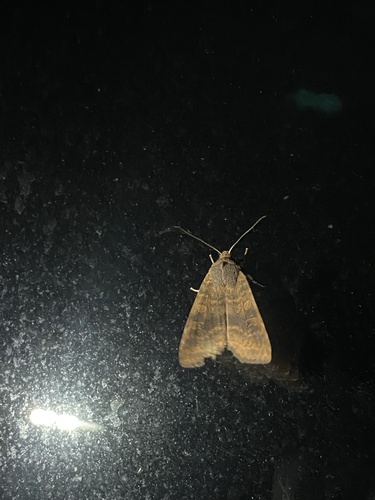 Dusky-lemon Sallow