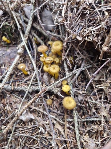 Yellowfoot