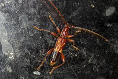 Coptocercus aberrans