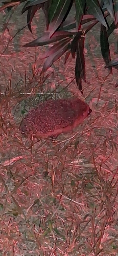 Common Hedgehog