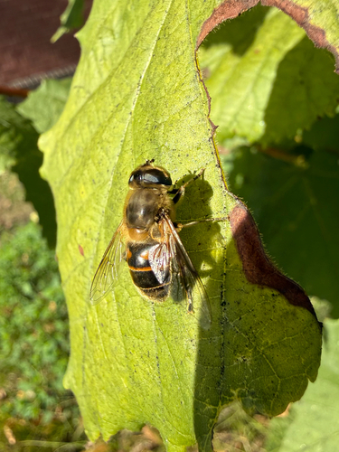 Common Drone Fly