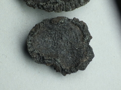 Biscogniauxia repanda