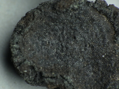 Biscogniauxia repanda