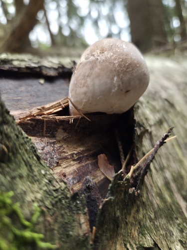 birch polypore