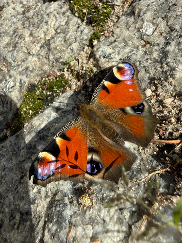 European Peacock Butterfly