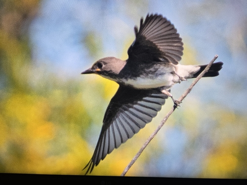 Olive-sided Flycatcher