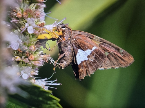 Silver-spotted Skipper