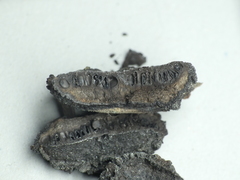 Biscogniauxia repanda
