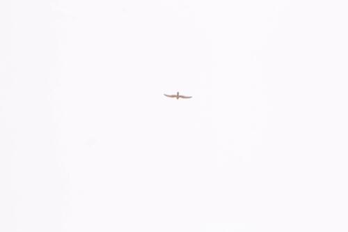 Harriers