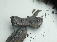 Biscogniauxia repanda