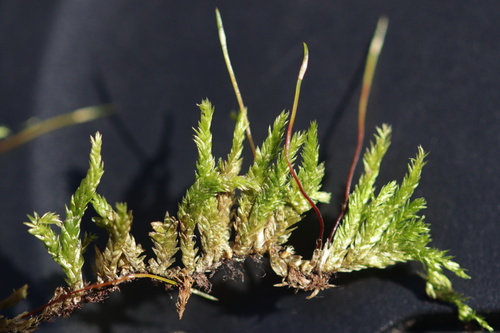 Rhynchostegium murale, 2026-09-19