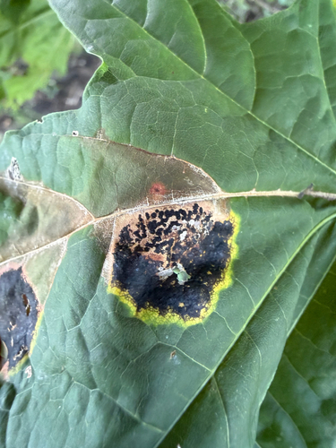 Black Tar Spot