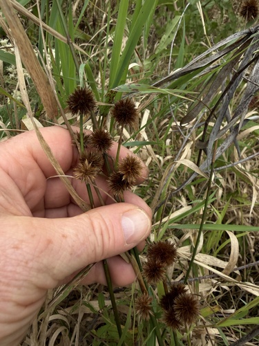 Juncus torreyi