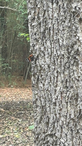 Red Admiral