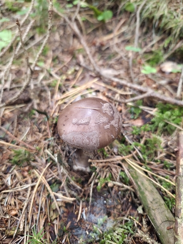 Grey-veiled Amanita