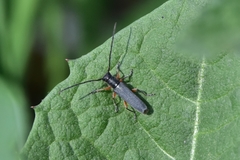Phytoecia icterica