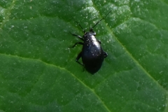 Halticini