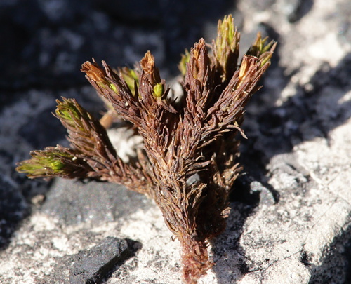 Orthotrichum cupulatum observed 2026-09-19