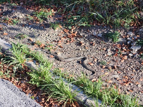 Barred Grass Snake